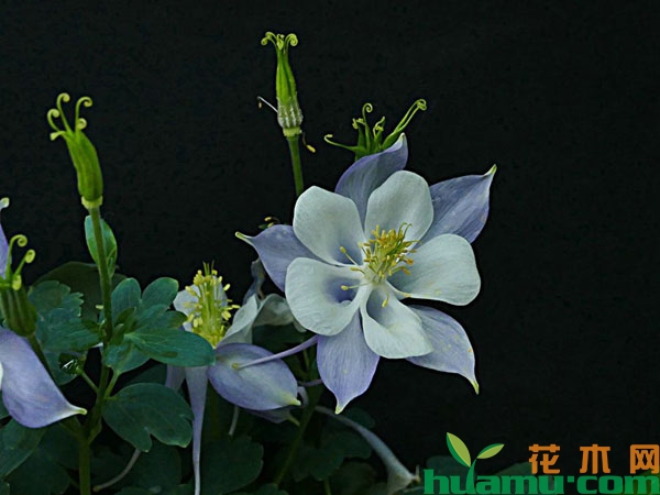 尖萼耧斗菜