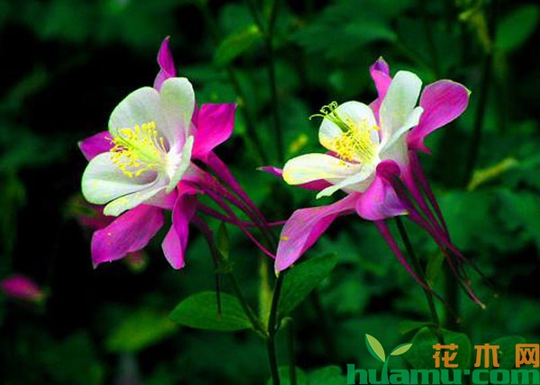 耧斗菜花