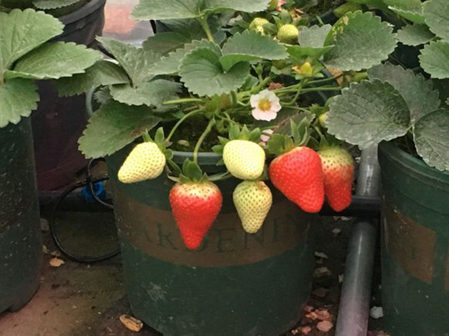 草莓苗种植方法