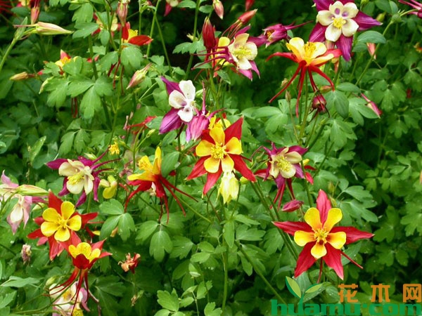 尖萼耧斗菜