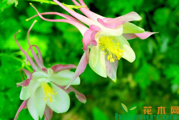 尖萼耧斗菜