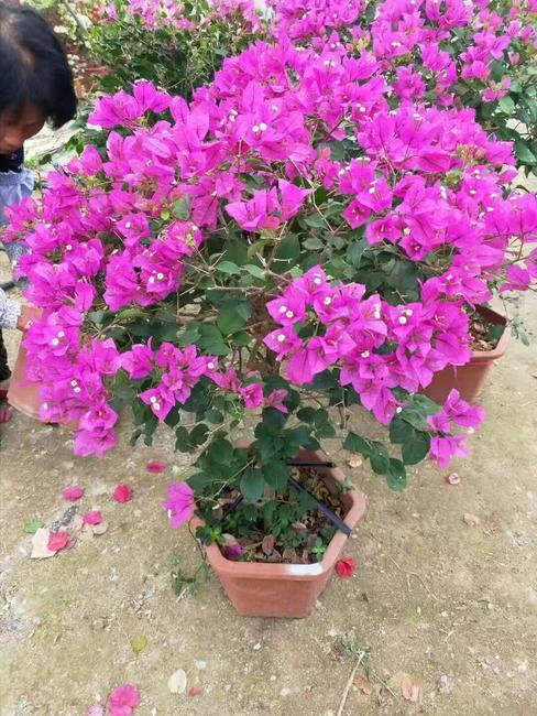 三角梅能在北方地区种植吗？