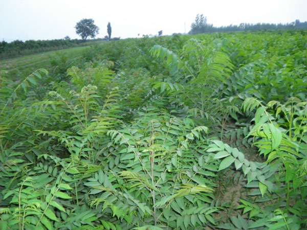 香椿种植