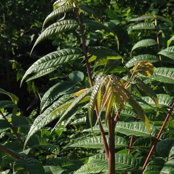 香椿种植