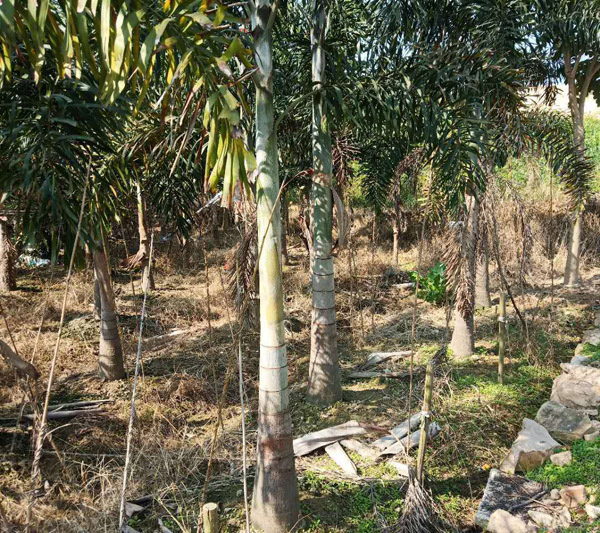 狐尾椰子基地实拍