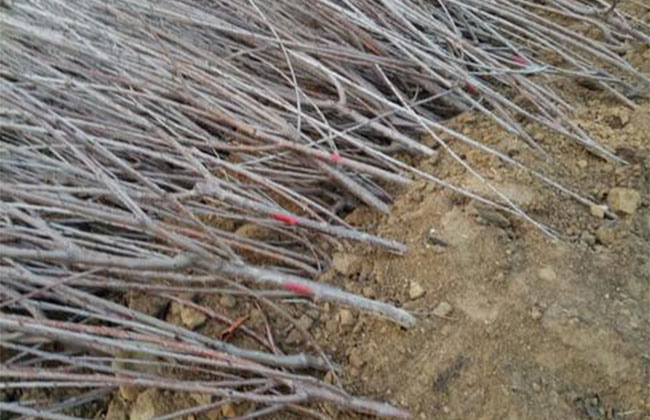 秦樱1号樱桃几月上市? 秦樱1号樱桃几月上市?