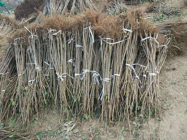 秦樱1号樱桃几月上市? 秦樱1号樱桃几月上市?