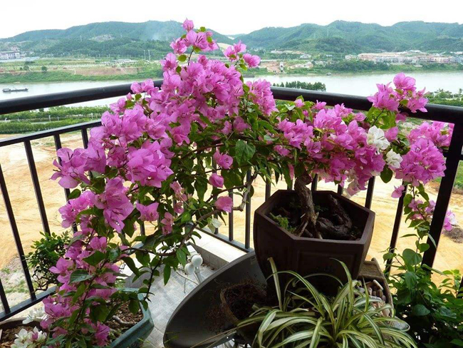 三角梅夏季室内盆栽浇水.jpg
