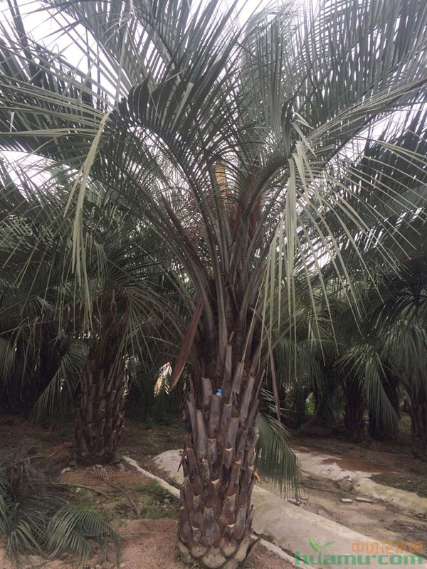 布迪椰子苗基地实拍