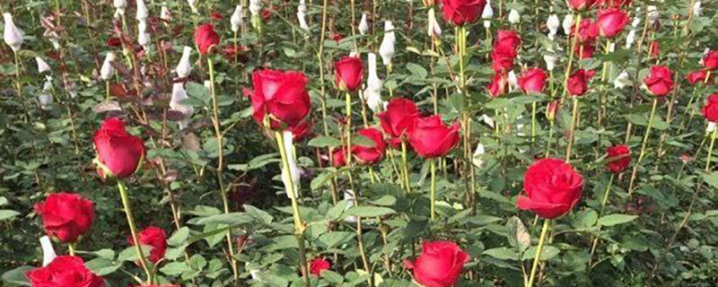 月季花小苗多少钱一棵 月季花小苗多少钱一棵