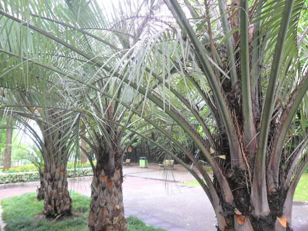 布迪椰子小苗