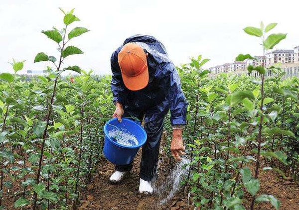 给苗木施肥