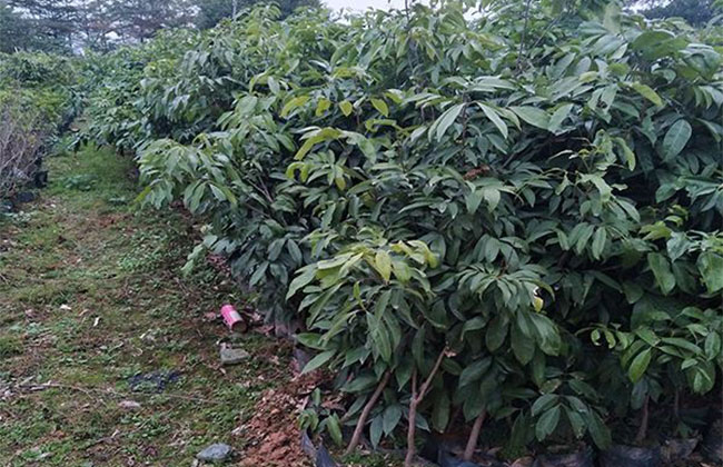 果树苗木病虫抗药性强怎么办? 果树苗木病虫抗药性强怎么办?