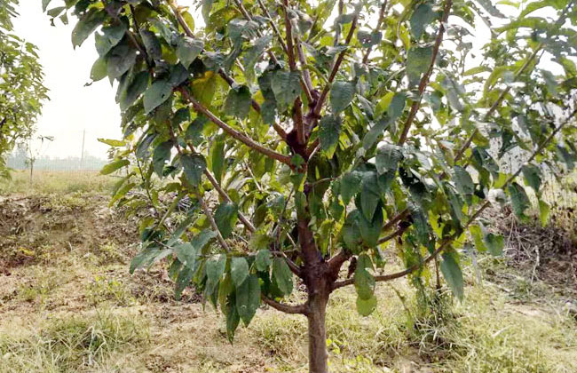 八仙红樱桃苗种植方法 八仙红樱桃苗种植方法