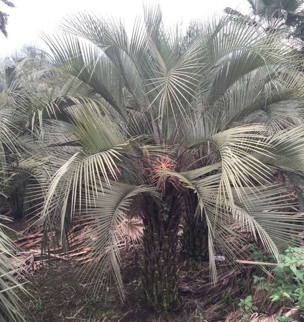 布迪椰子跟海椰子的区别