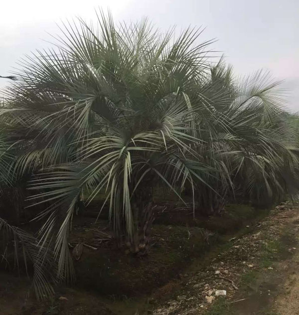 布迪椰子基地实拍