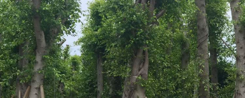 小叶榕盆景价格多少钱 小叶榕盆景价格多少钱