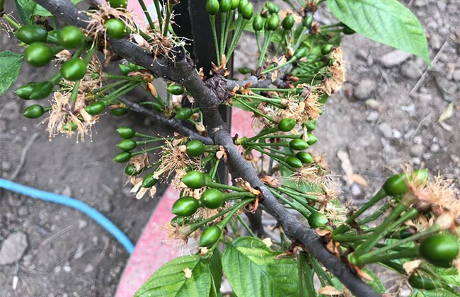 车厘子什么时候种植? 车厘子什么时候种植?
