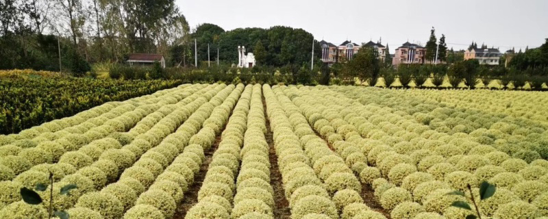 金姬水蜡球种植基地