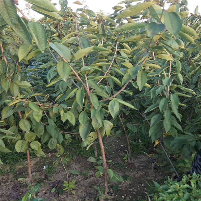 车厘子种苗几年挂果？车厘子种苗果期管理方法