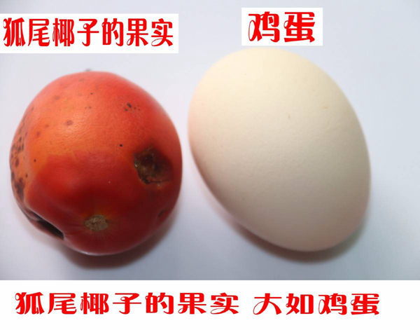 狐尾椰子果实.jpg