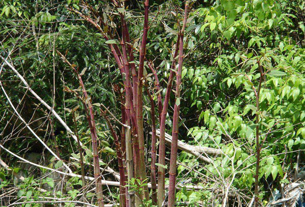 虎杖种植