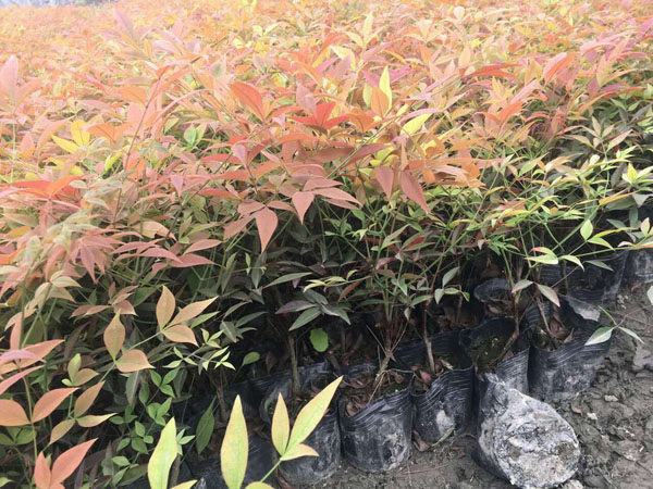 南天竹精品苗