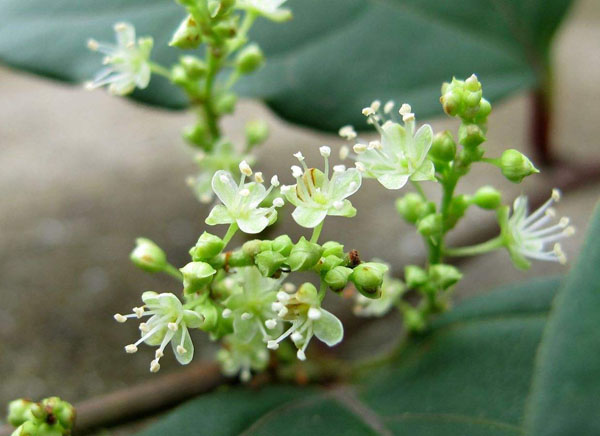 虎杖开花