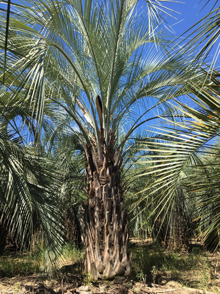 布迪椰子种植基地实拍.jpg