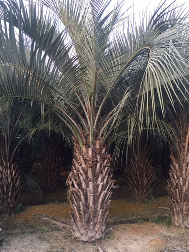 布迪椰子基地实拍.jpg