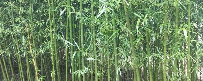 四季竹苗价格多少钱