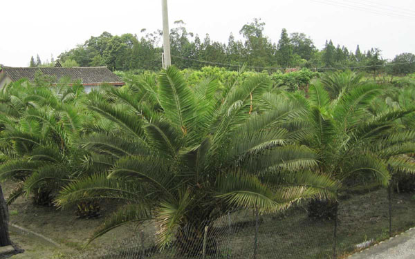 加拿利海枣可以在北方种植吗？