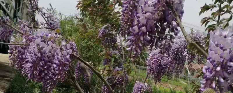 紫藤小苗多少钱一棵