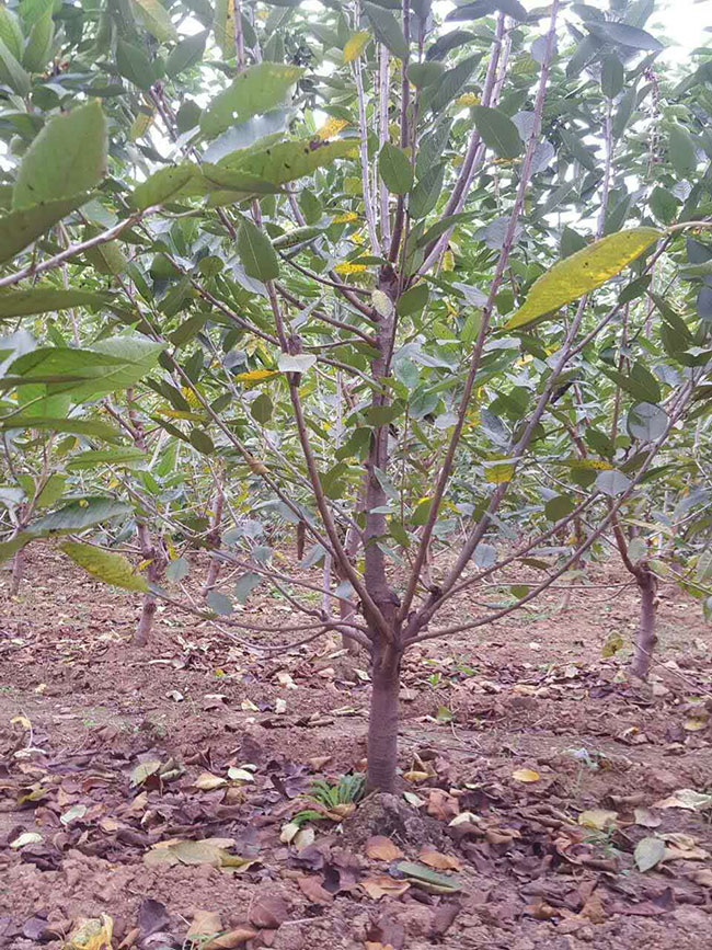 萨米脱樱桃和美早能授粉吗? 萨米脱樱桃和美早能授粉吗?