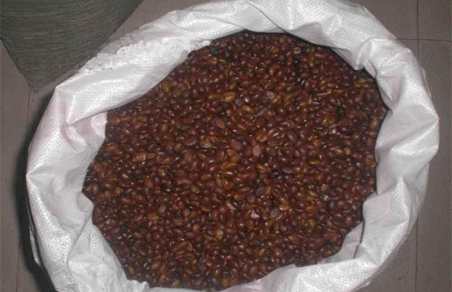苗木种子如何催芽? 苗木种子如何催芽?