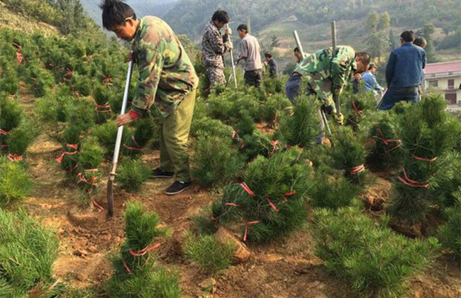 春季种苗木哪些方法最好? 春季种苗木哪些方法最好?