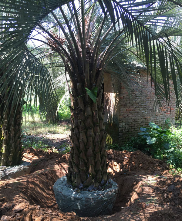 布迪椰子可以在北方种植吗？