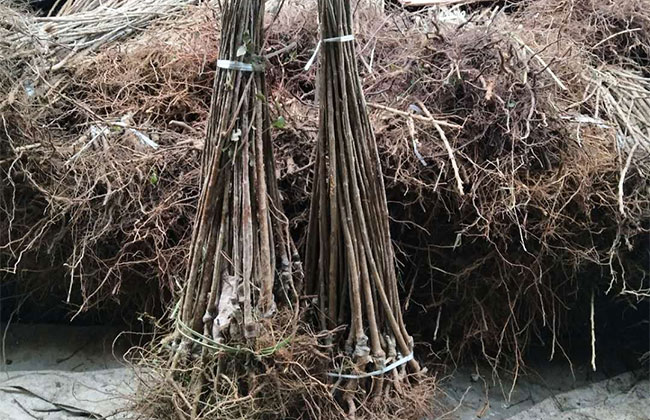 雷尼樱桃有什么特点? 雷尼樱桃有什么特点?