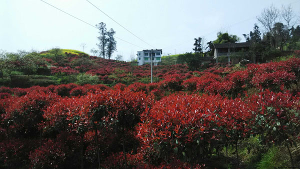 红叶石楠