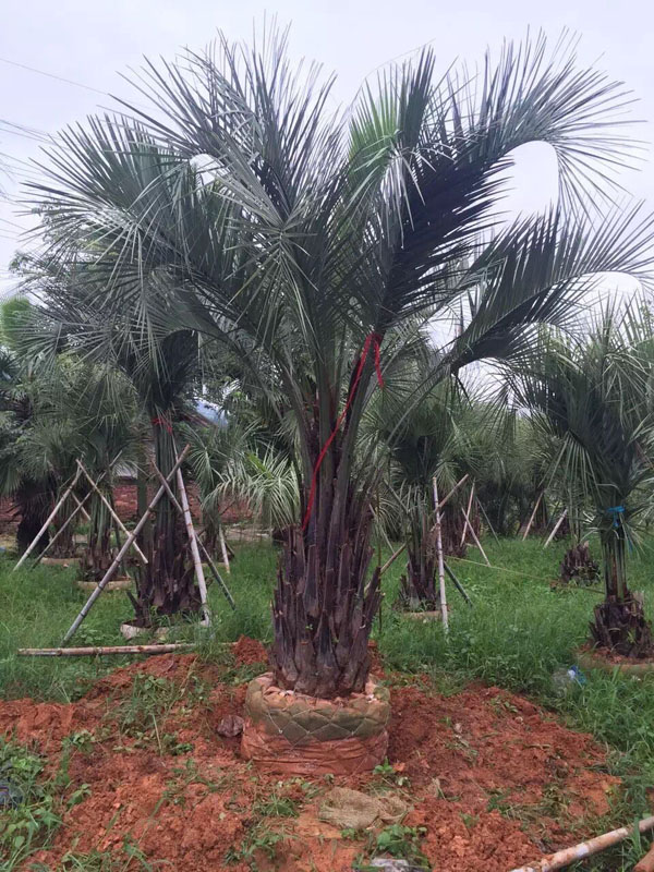布迪椰子基地实拍