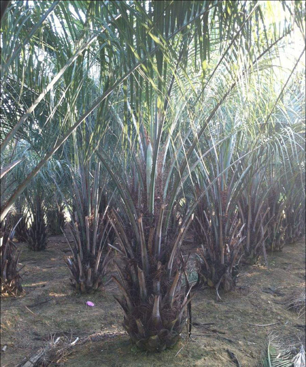 布迪椰子基地实拍