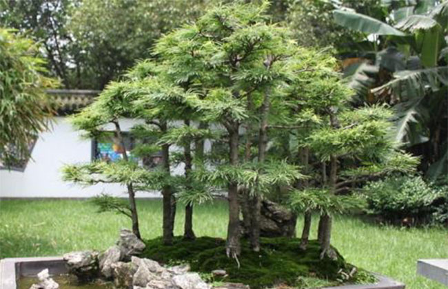 金钱松盆景造型技术