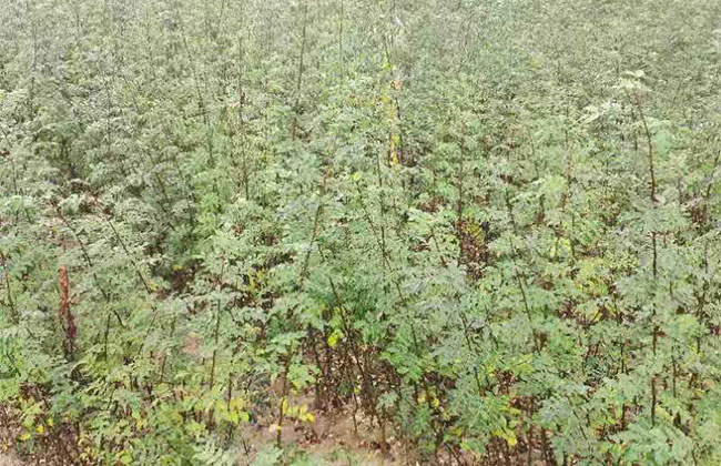 苗木积水 苗木积水