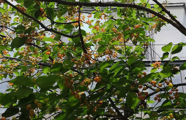 四川樱桃苗种植技术 四川樱桃苗种植技术