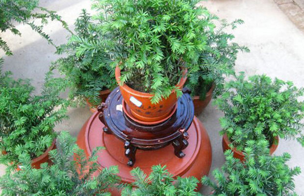 红豆杉的生长习性和种植方法