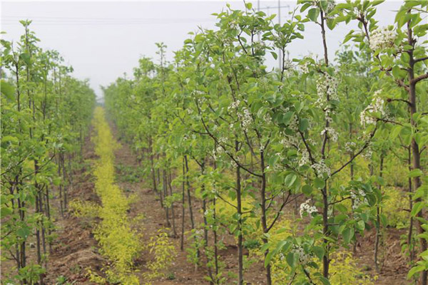 彩叶豆梨基地实拍