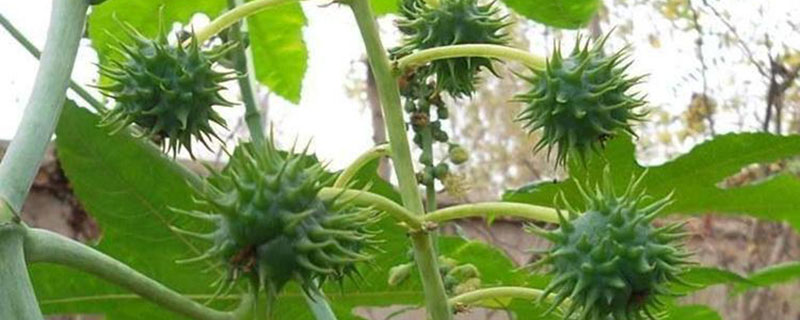 蓖麻种植前景如何