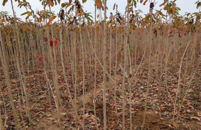 玛瑙红樱桃种植方法 玛瑙红樱桃种植方法