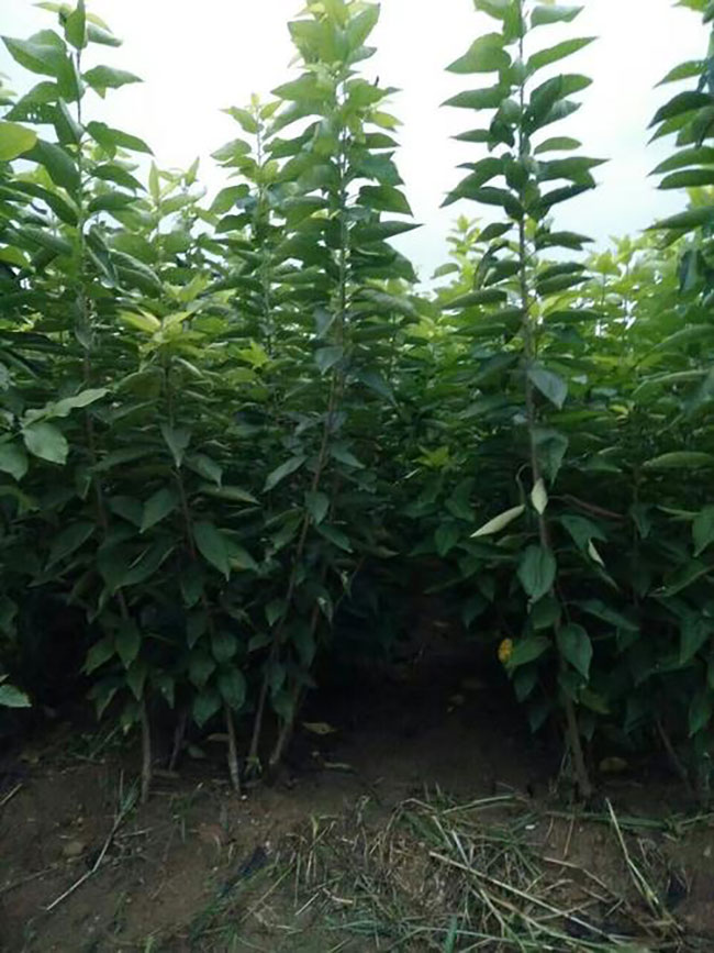 玛瑙红樱桃种植方法 玛瑙红樱桃种植方法
