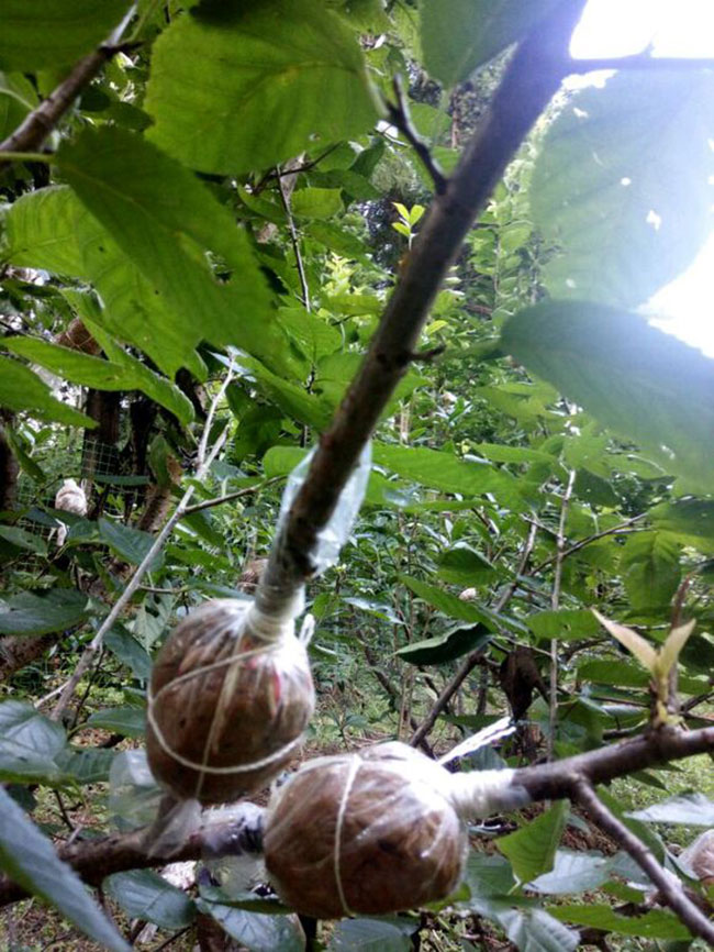 玛瑙红樱桃种植方法 玛瑙红樱桃种植方法